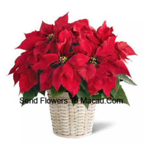 Carino poinsettia in cestino