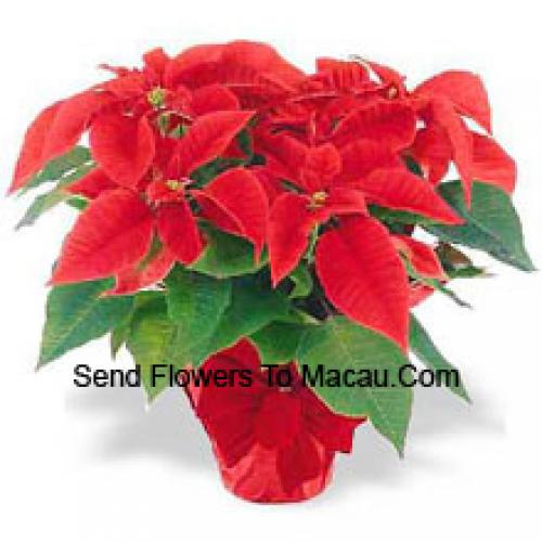 Belas Poinsettias Vermelhas