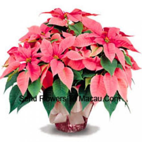 Elegantes Poinsettias com Folhas