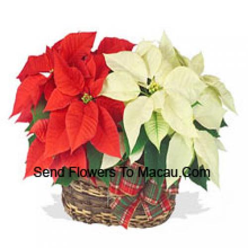 Beautiful Red and White Poinsettias in Basket